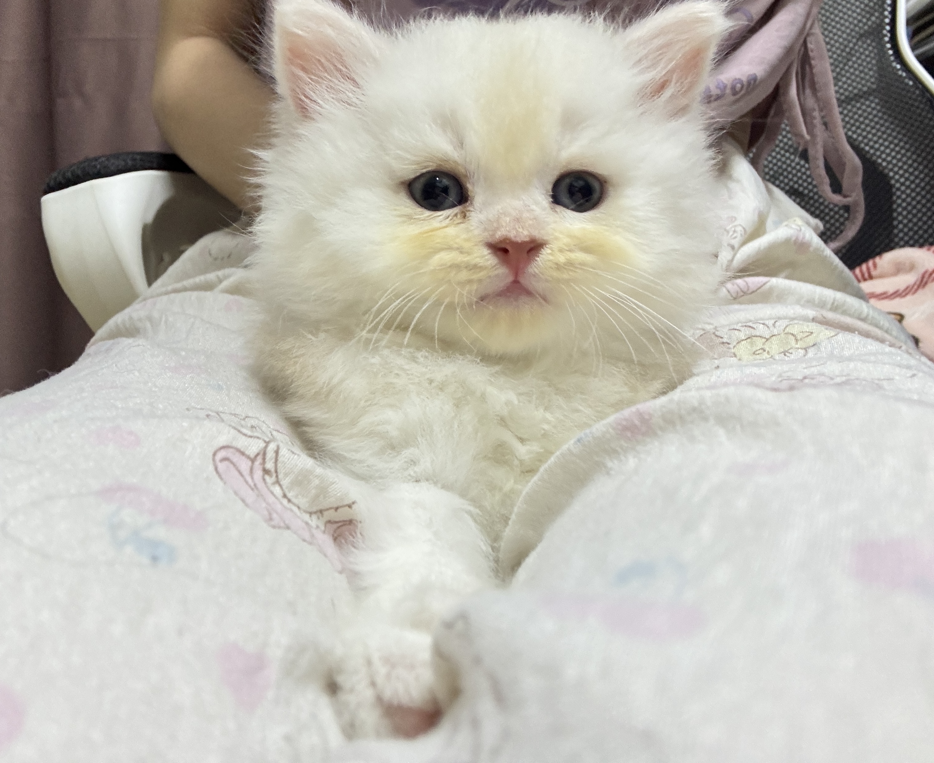 凯米尔色长毛猫弟弟