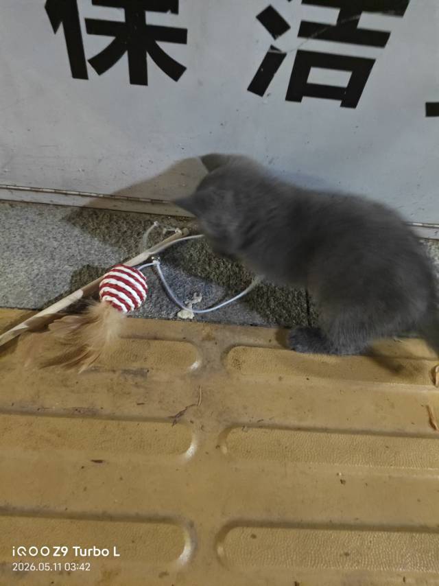 英短蓝猫，上班太累了没精力养了给不了他温馨的家了