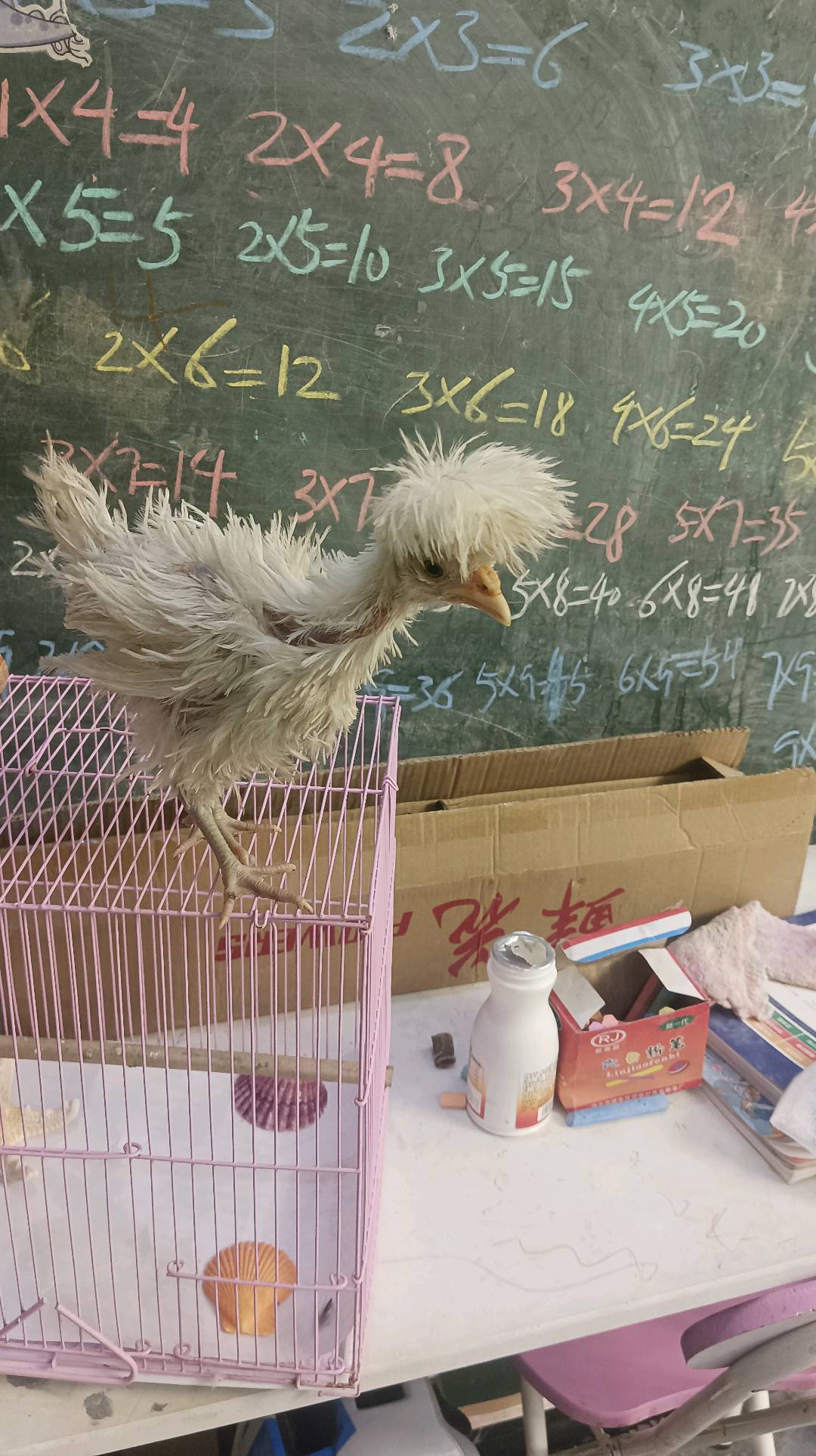 看我的漂亮的小可爱又上线了这么乖巧，放在笼子上。不下来好乖哦。