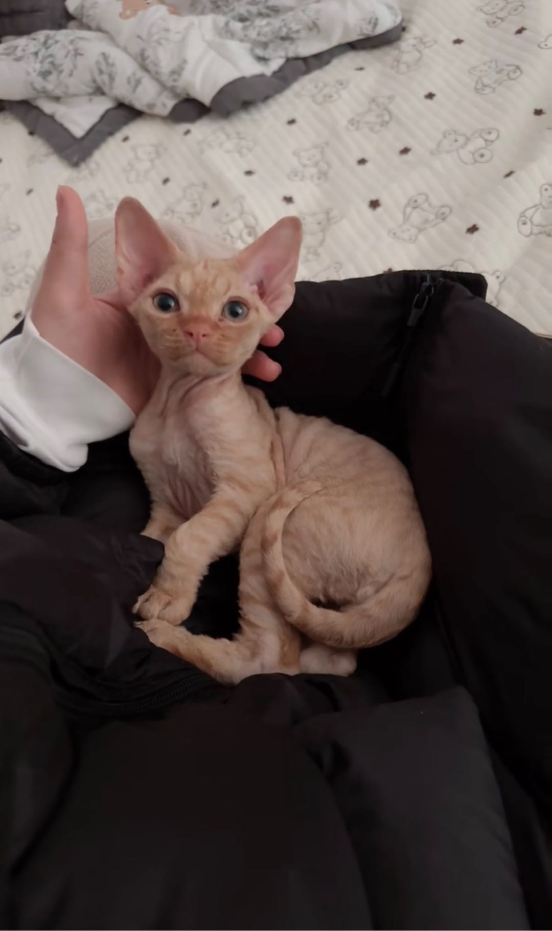 猫猫德文卷毛猫