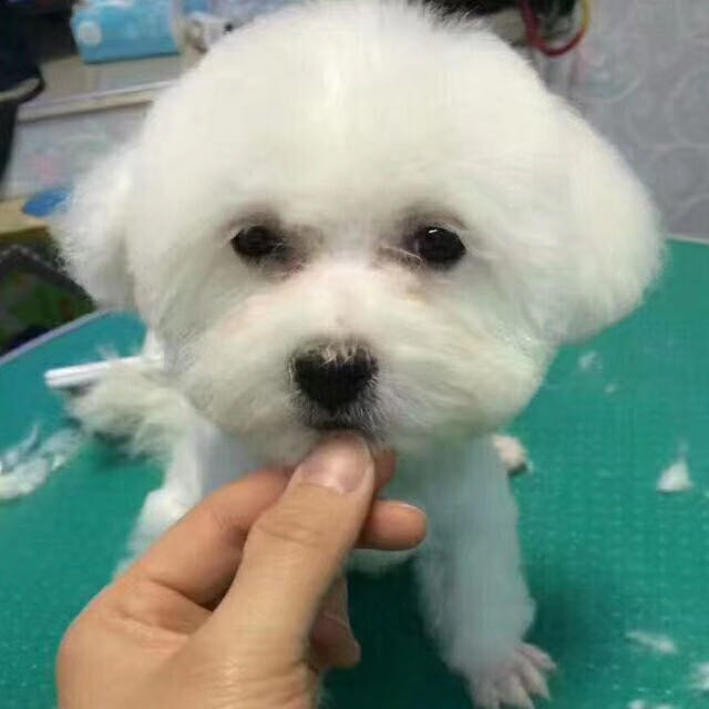妙豆宠物用品商