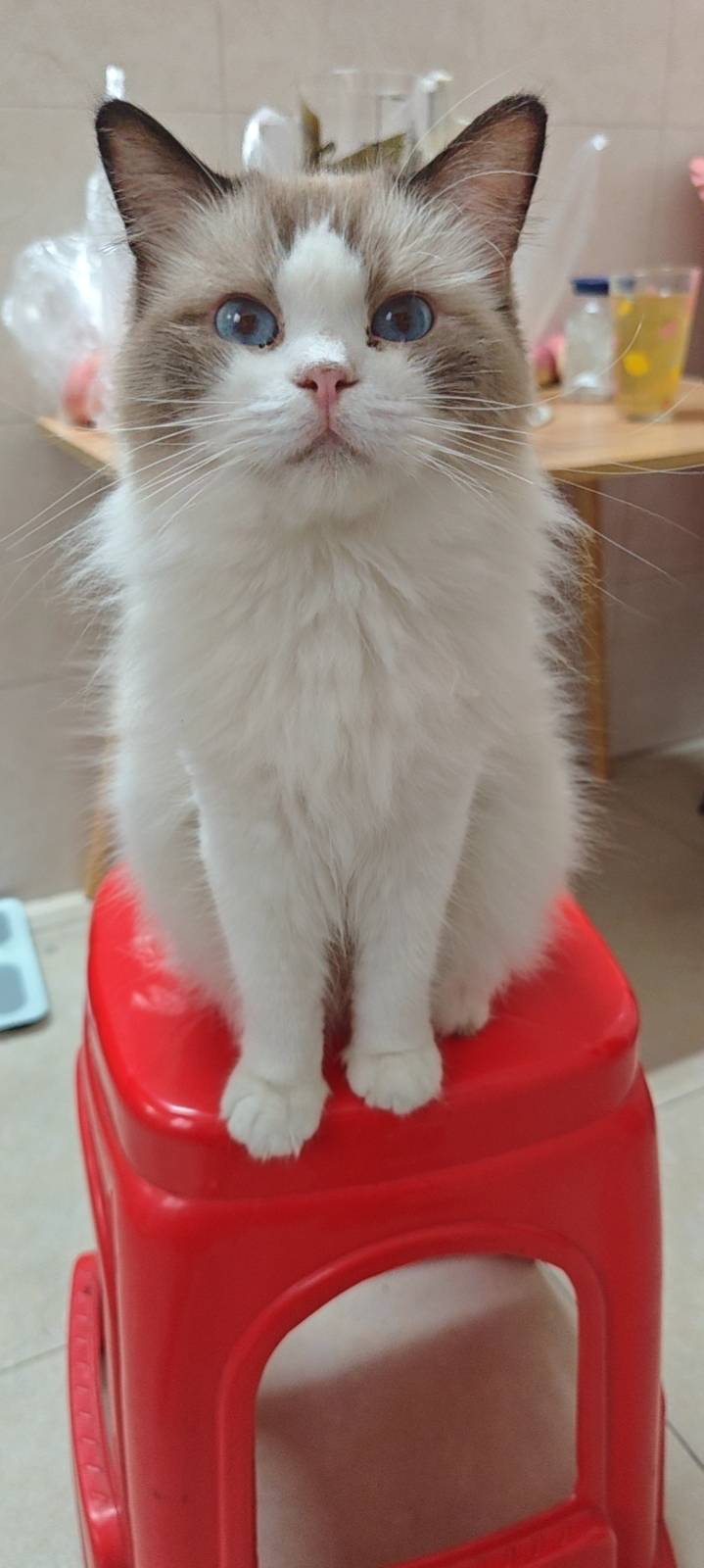 猫猫布偶猫