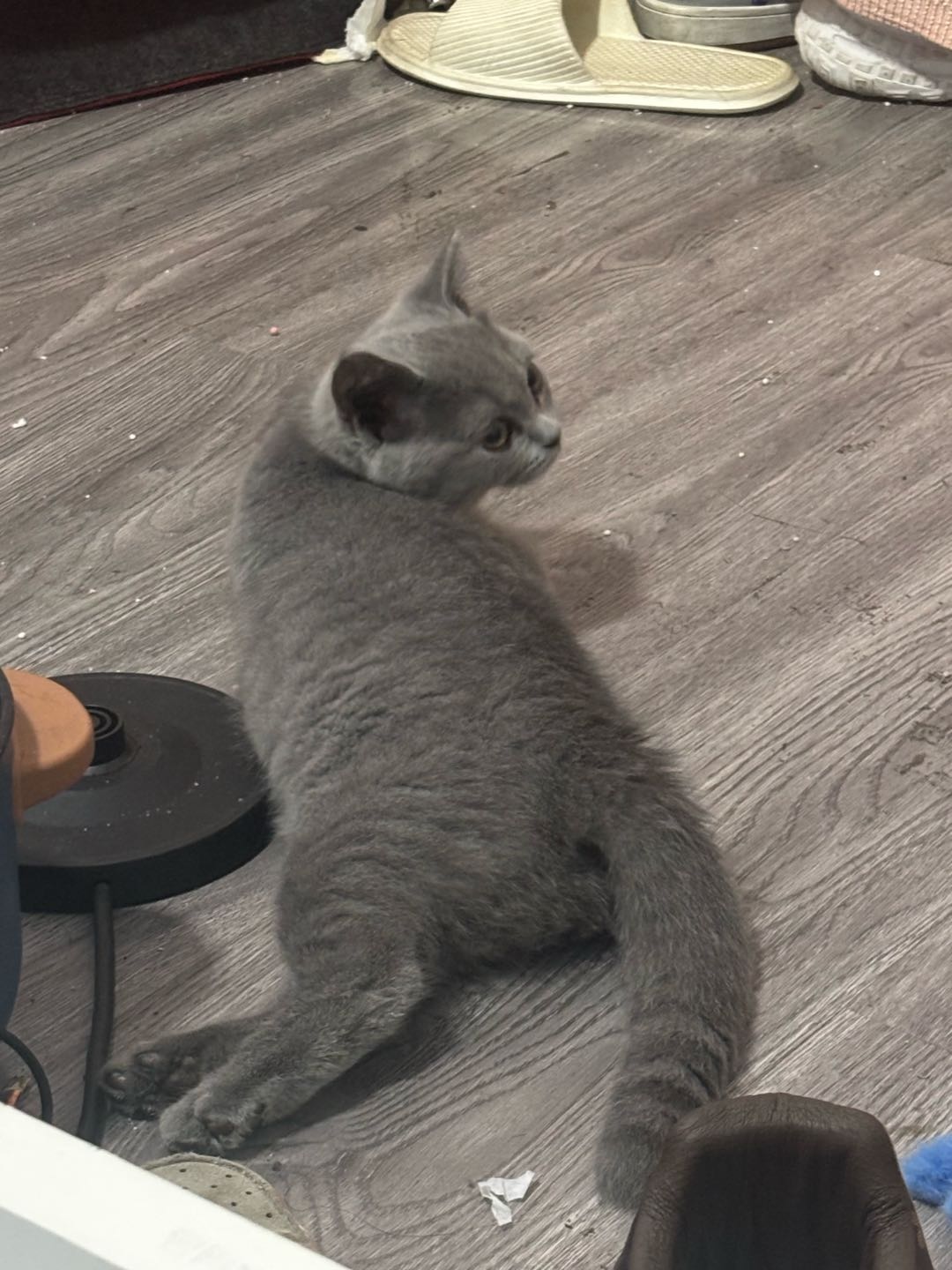 上班忙没时间陪猫玩