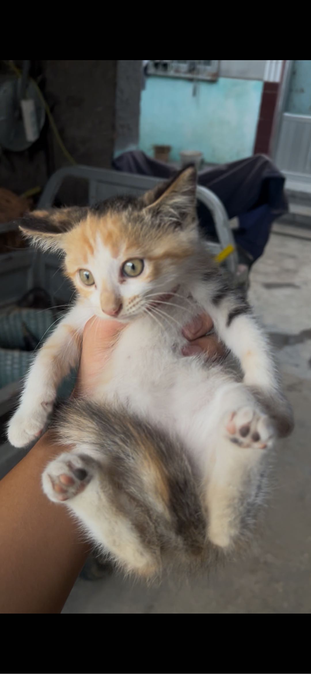 猫猫其它