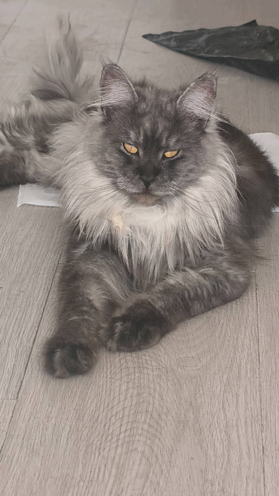 猫猫缅因猫
