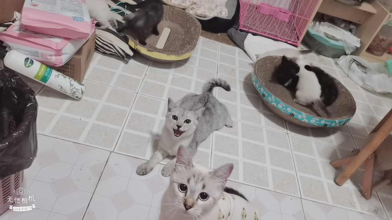 拿猫换点猫粮罐头