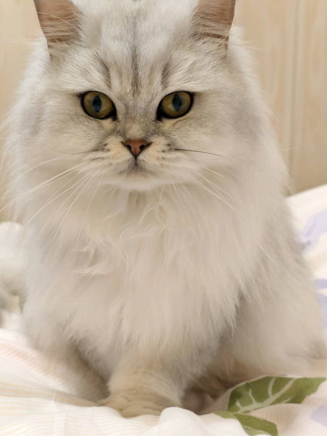 猫猫银渐层
