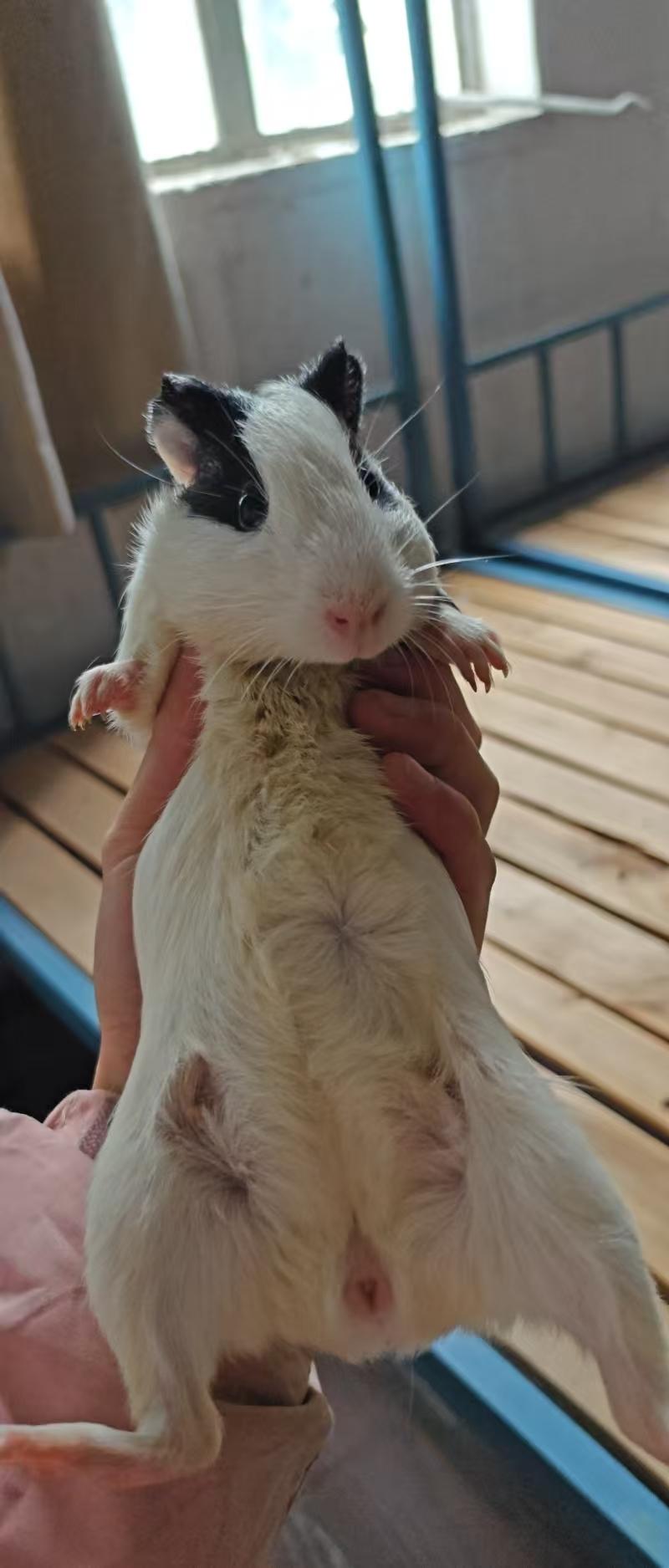 宠物已怀孕