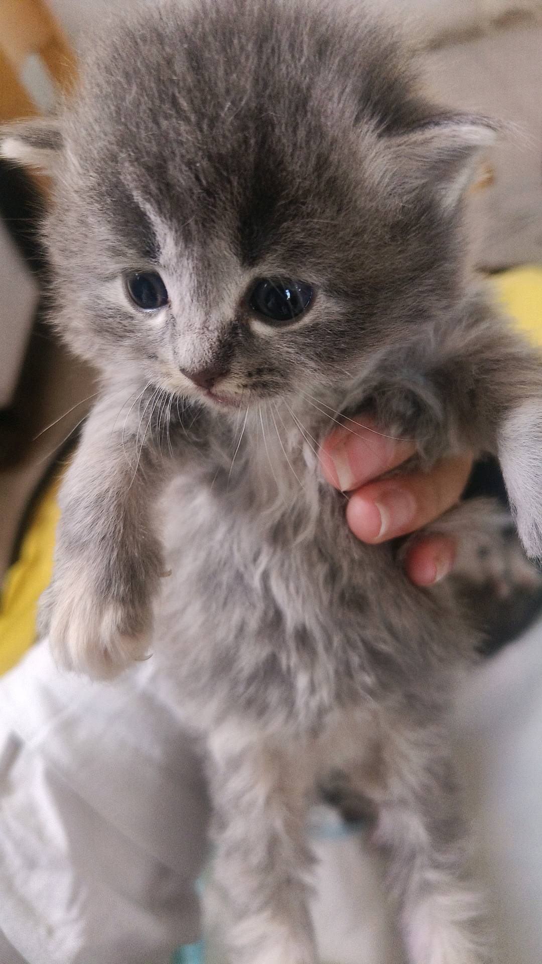 猫猫其它
