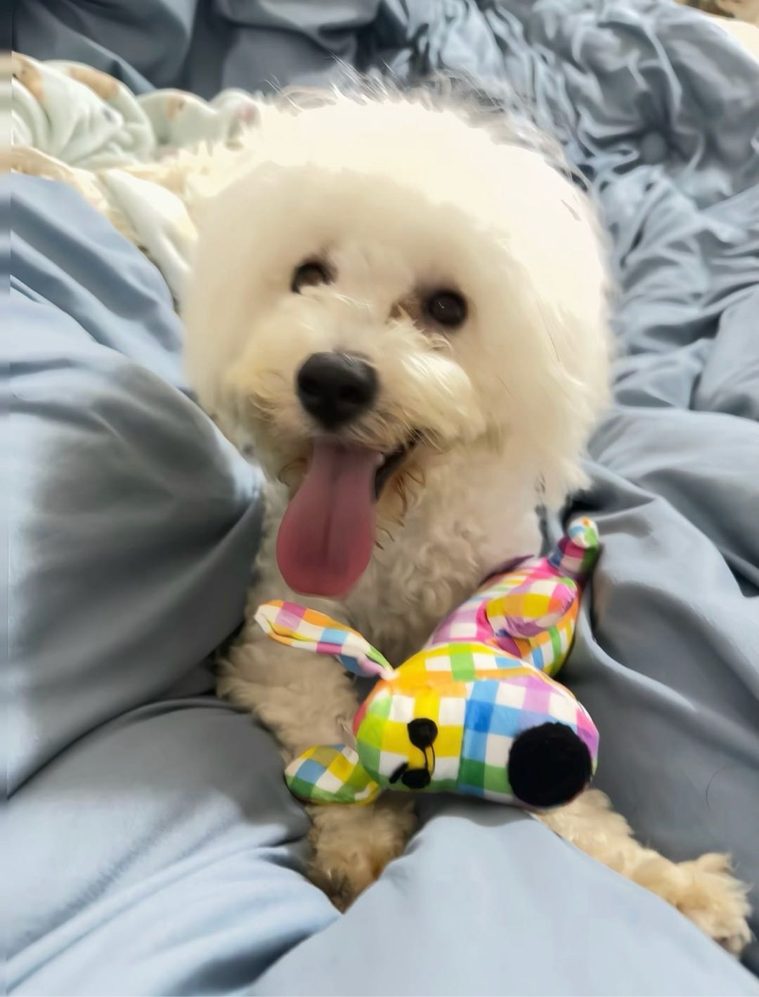 狗狗萌宠档案