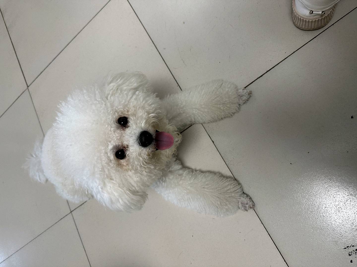 狗狗萌宠档案