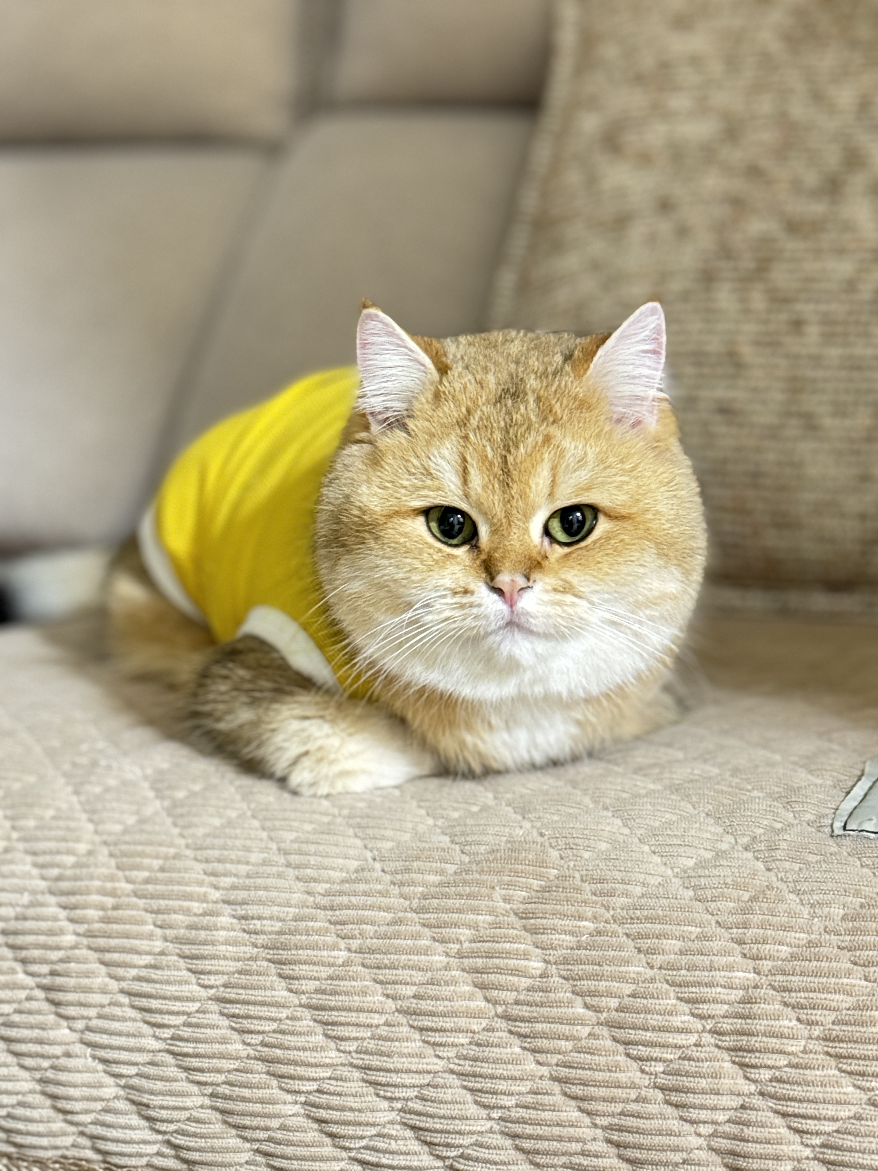 猫猫金渐层