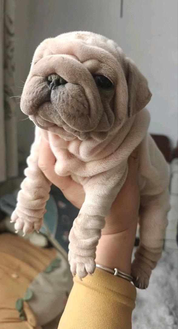 狗狗巴哥犬