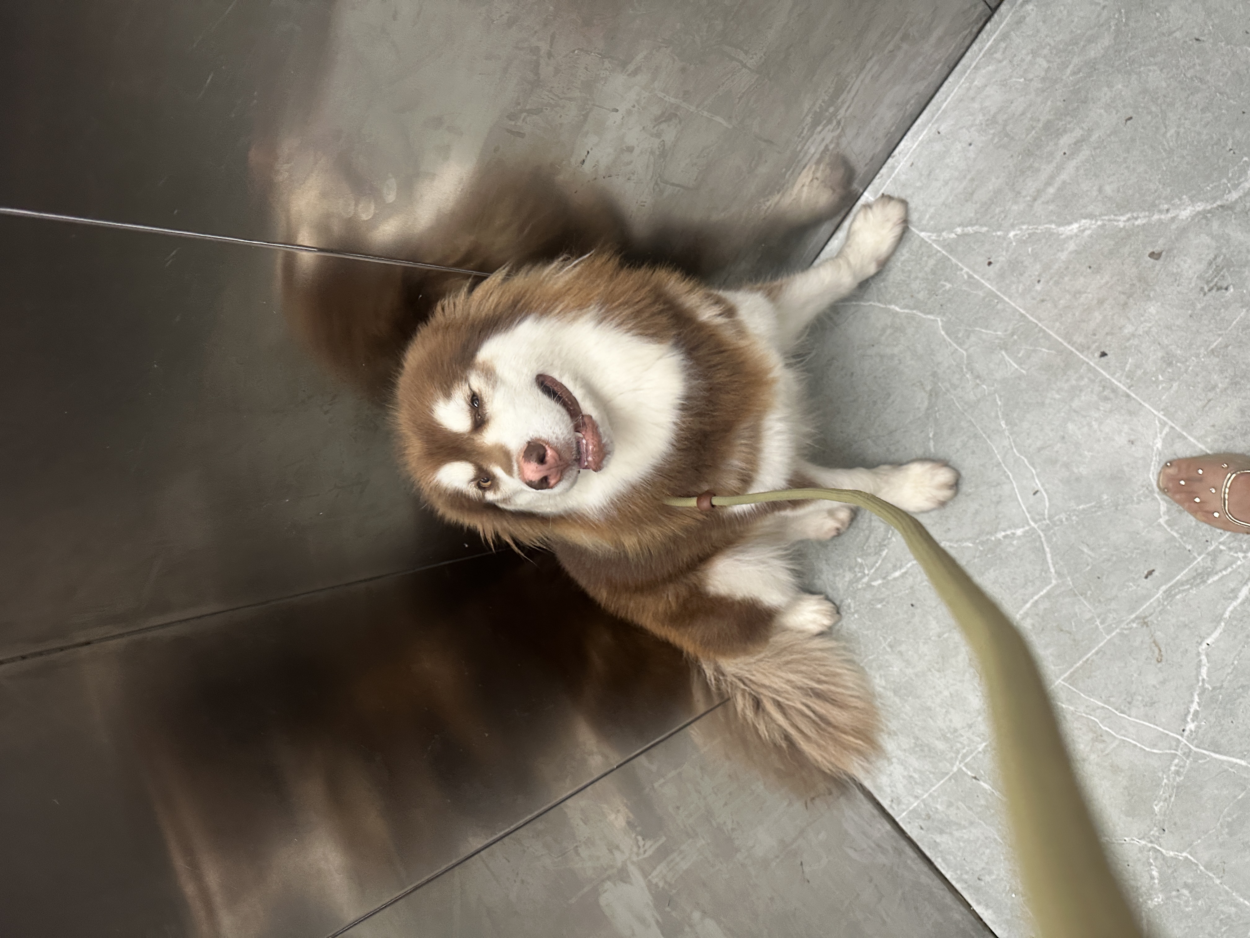 犯错小狗狗一枚呀～