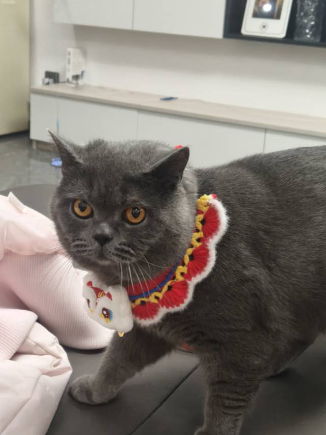 两岁蓝猫弟弟，找个蓝妹妹，同城联系哦