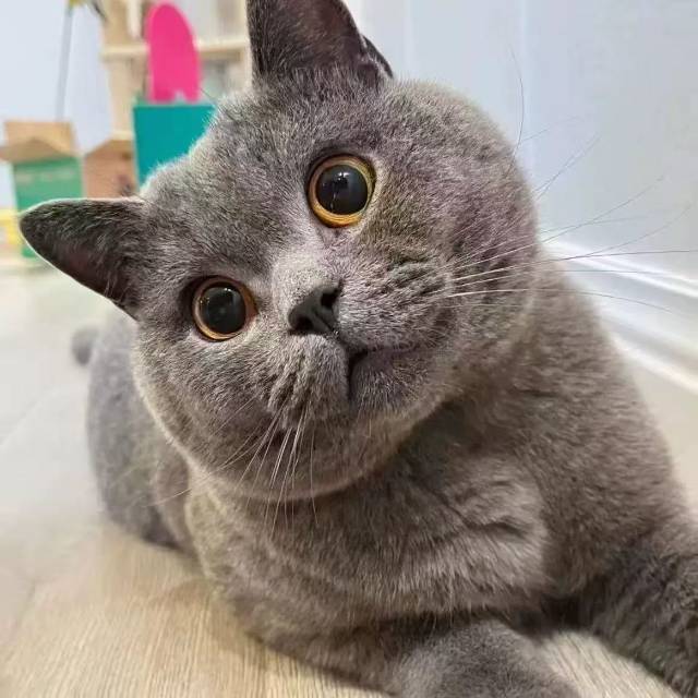 我有3只品种宠物猫两小一个大的 两母一公有人要养的私信我