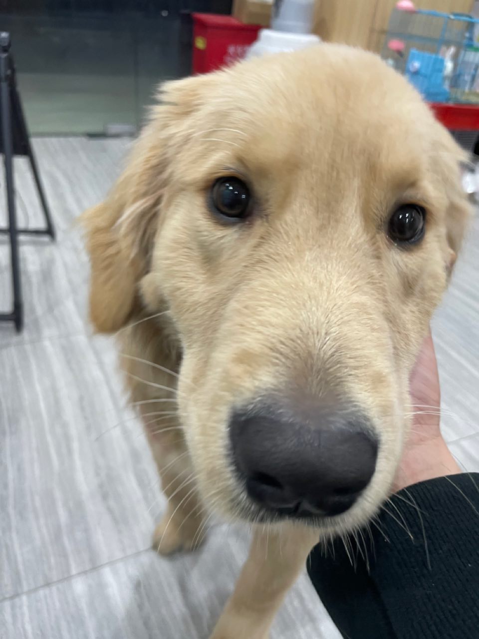 小偿领养要的的可以联系我