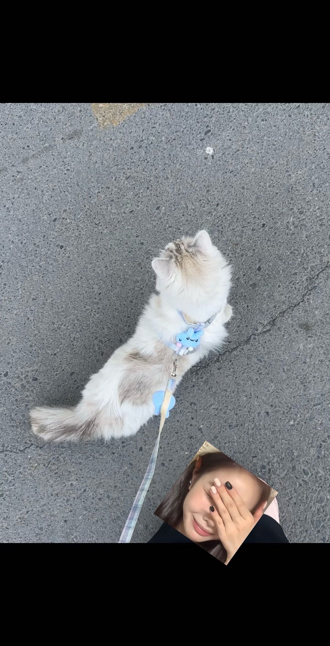 猫猫布偶猫