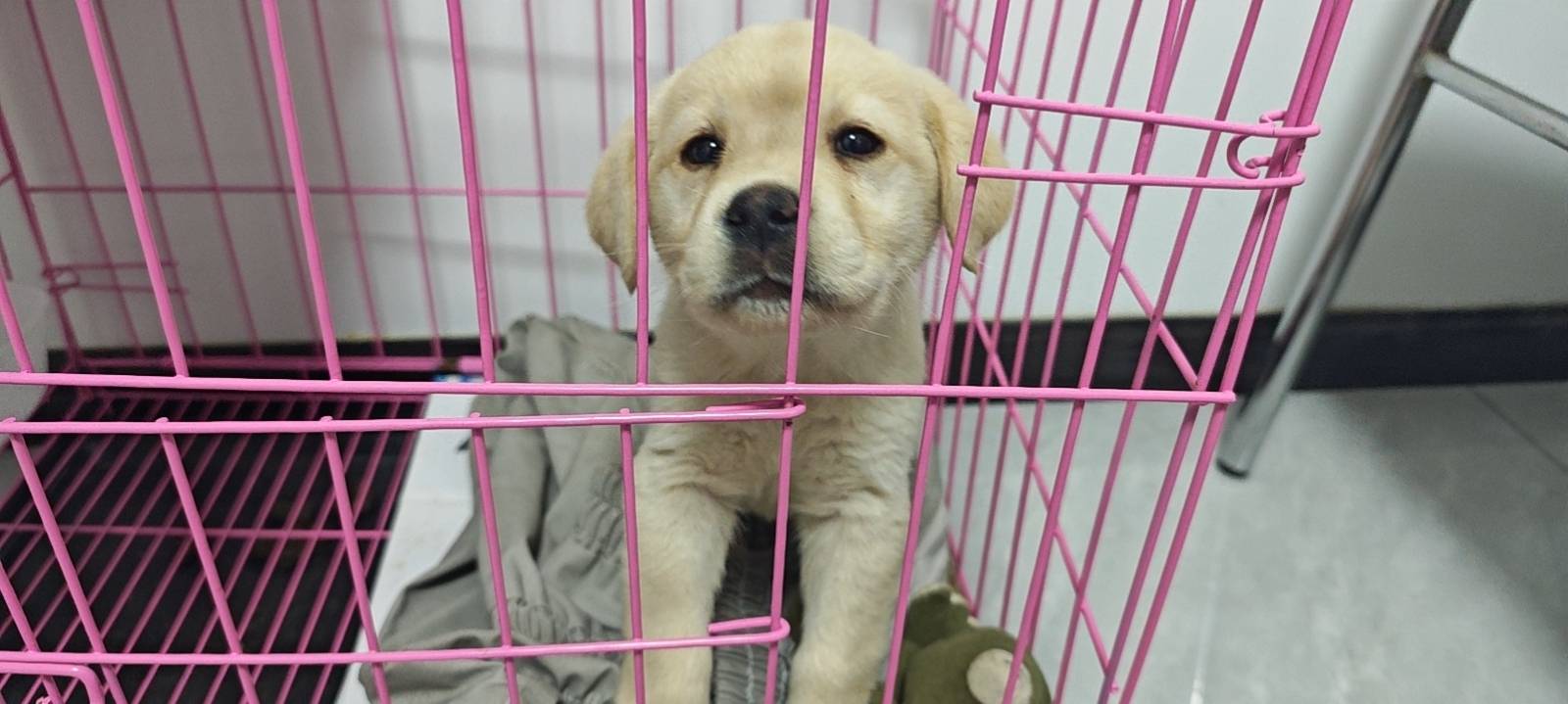 狗狗拉布拉多