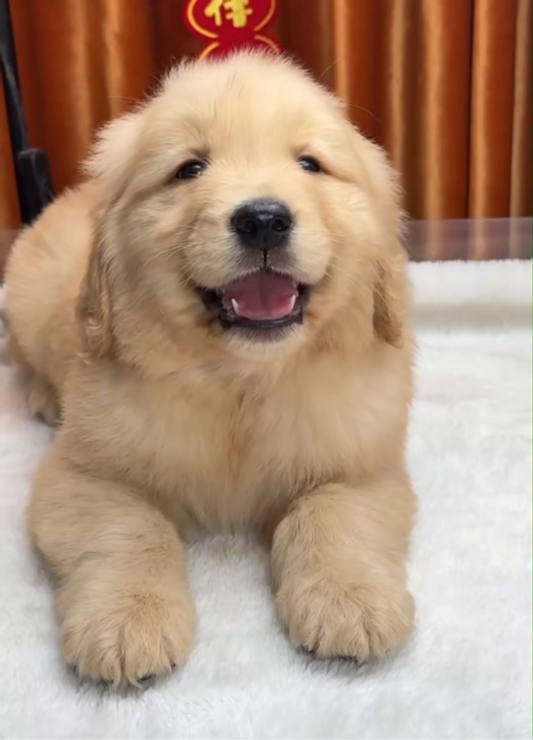 狗狗金毛犬
