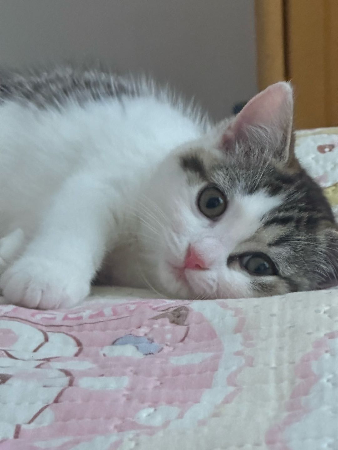猫猫萌宠档案