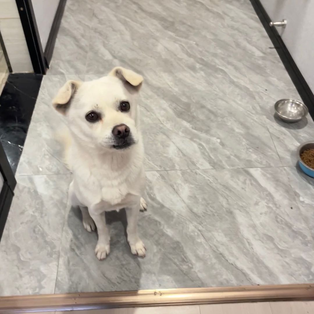 杭州上门喂猫遛狗
可议