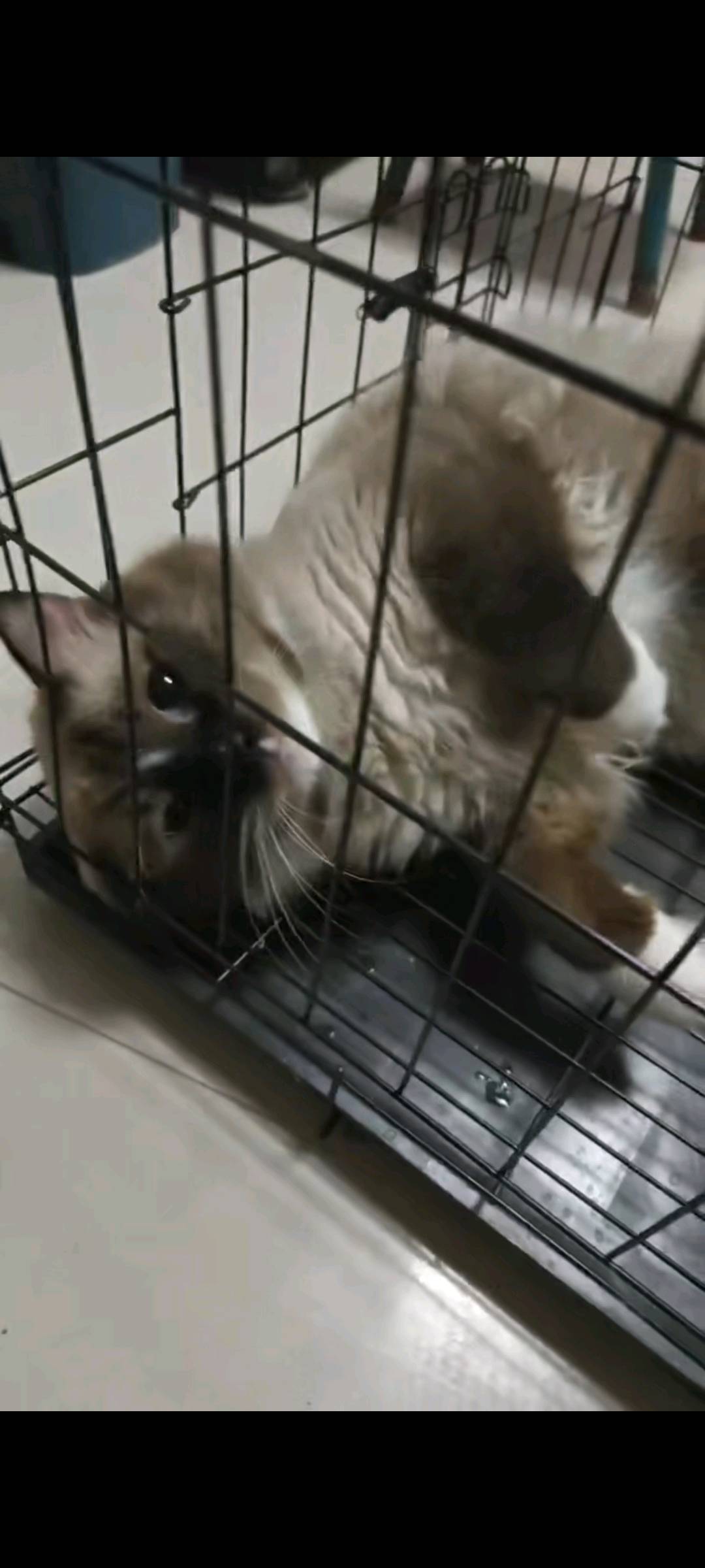 布偶猫，价格细聊