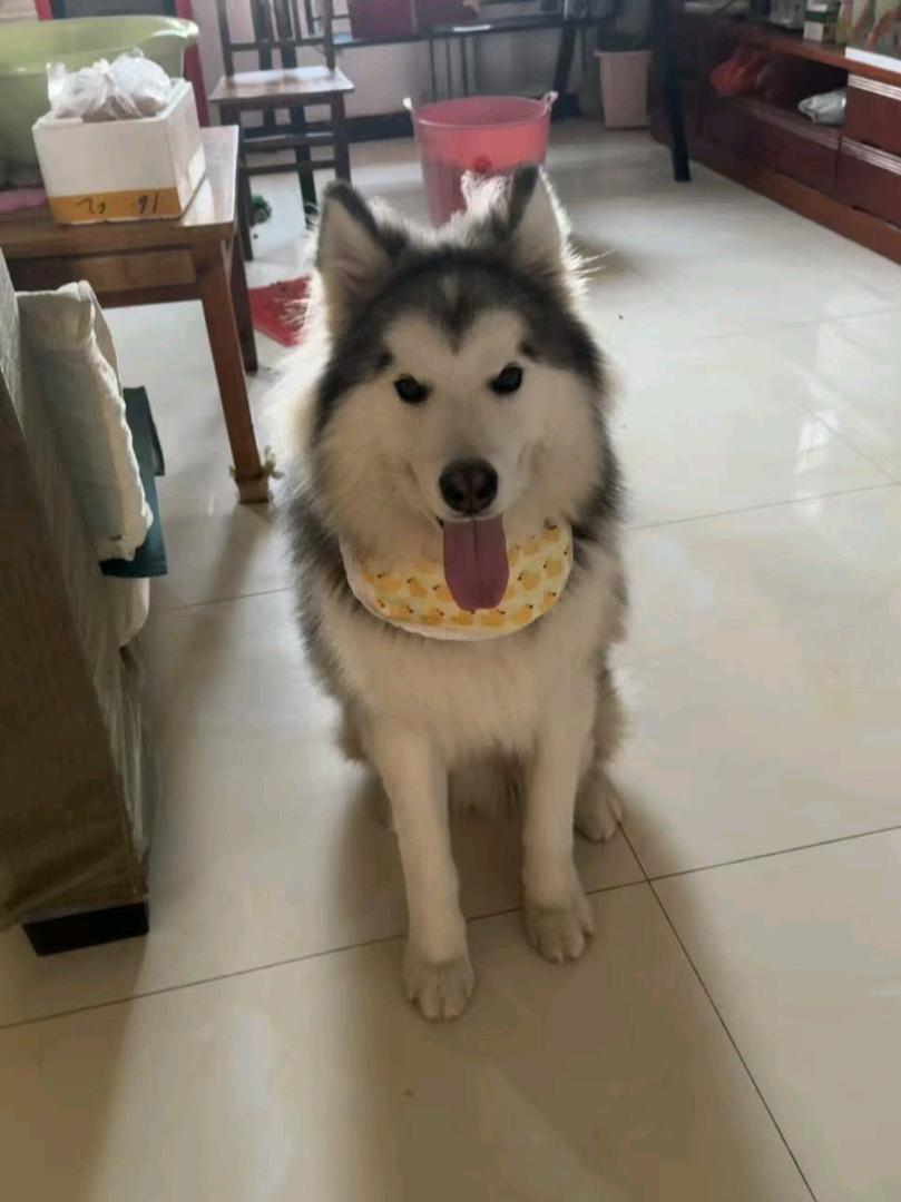 狗狗阿拉斯加雪橇犬