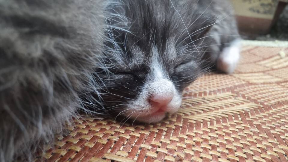猫猫萌宠档案