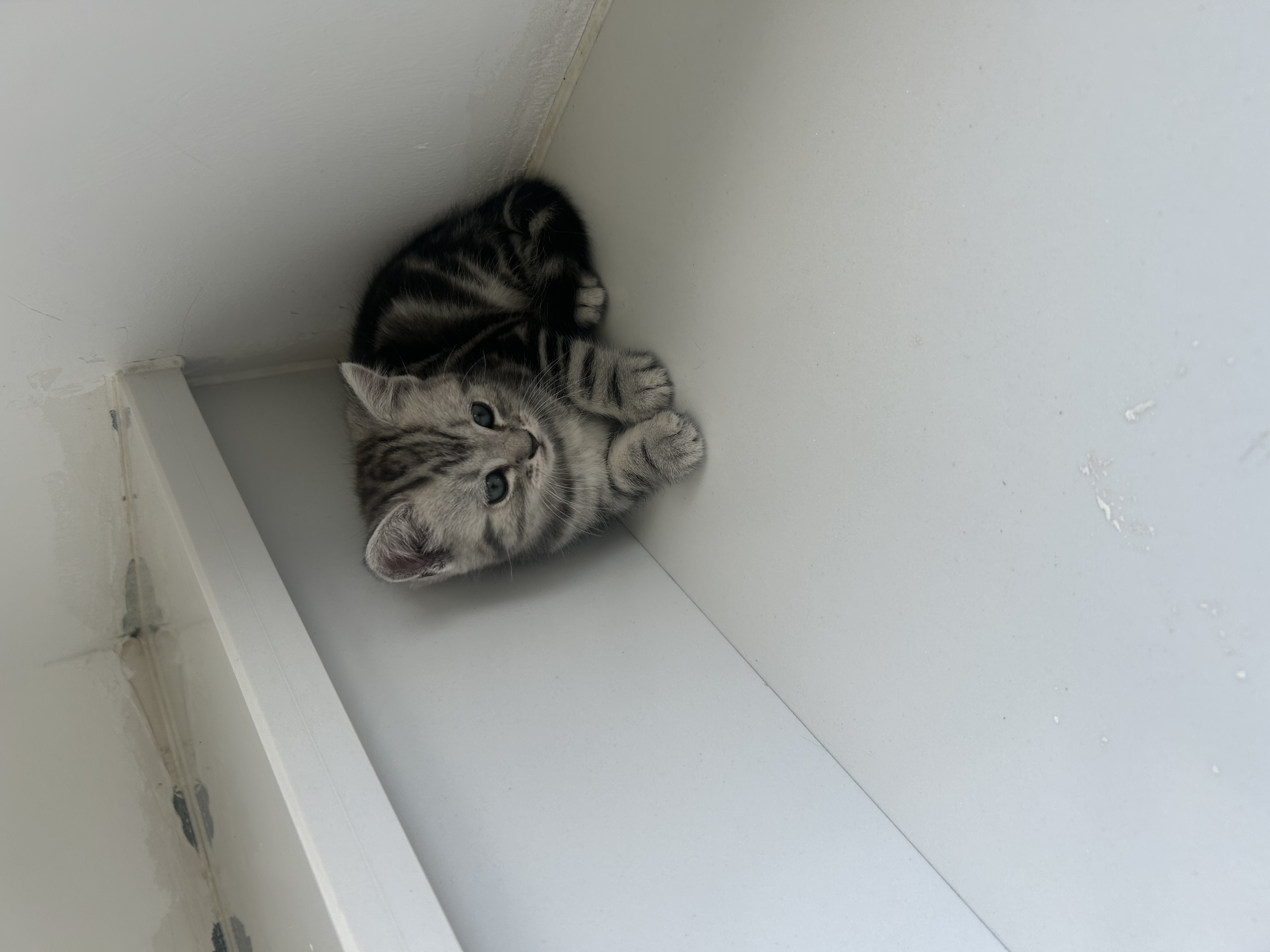 美短猫找家长啦，寻求有缘人