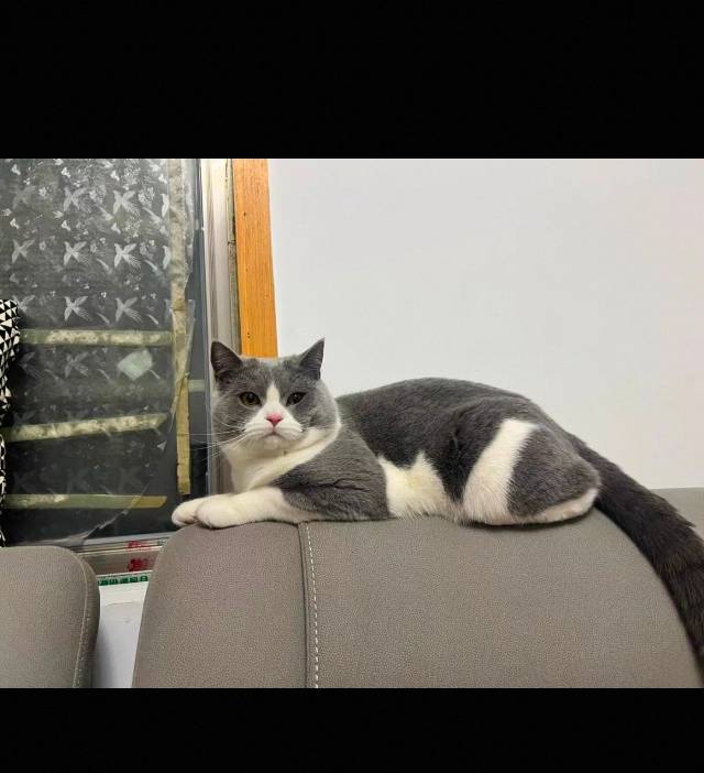 猫猫美国短毛猫