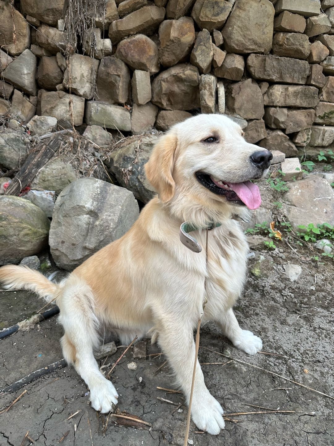 狗狗金毛犬