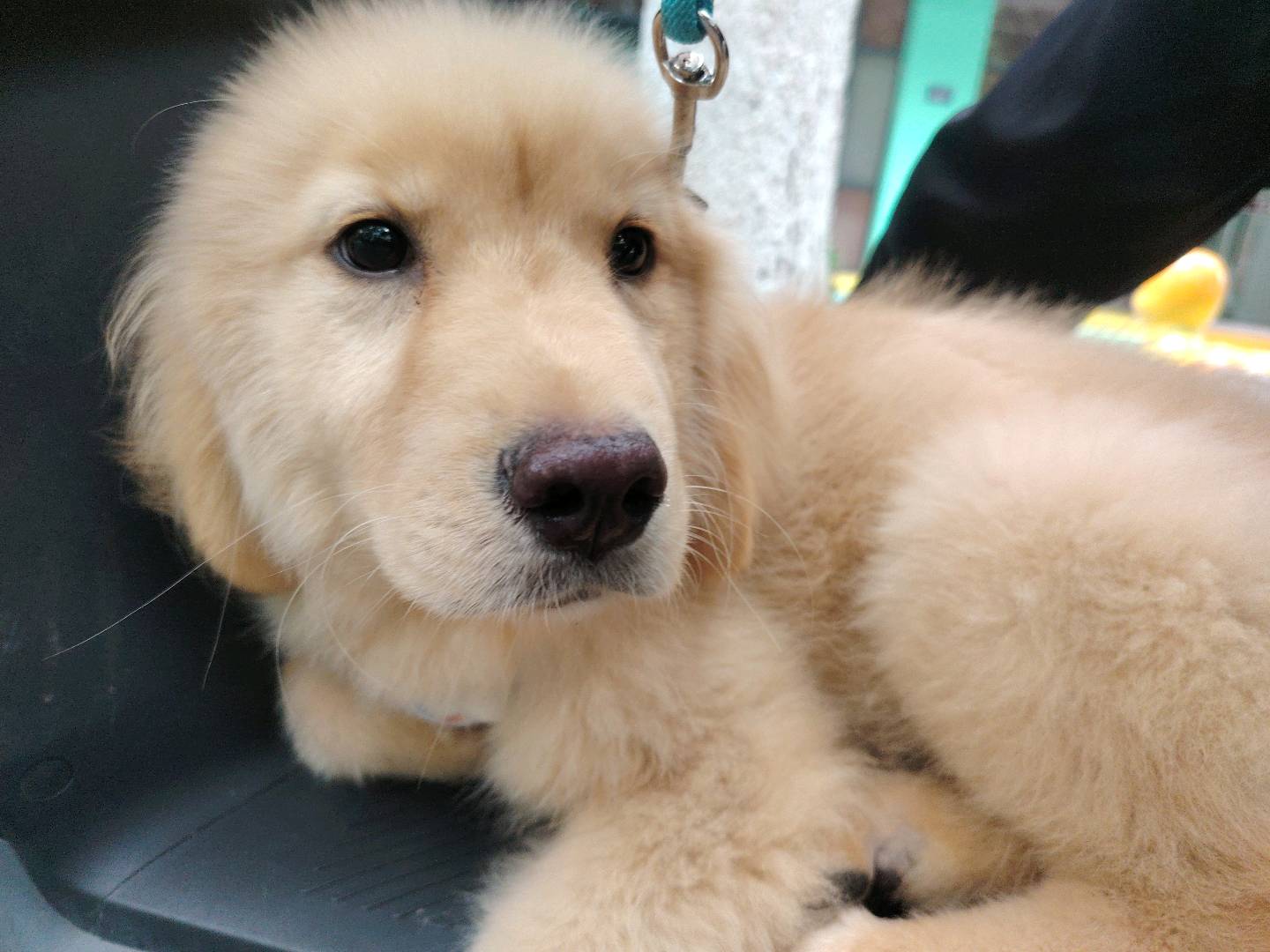 狗狗金毛犬