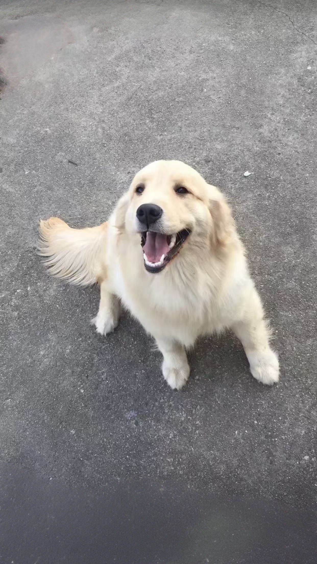 狗狗萌宠档案
