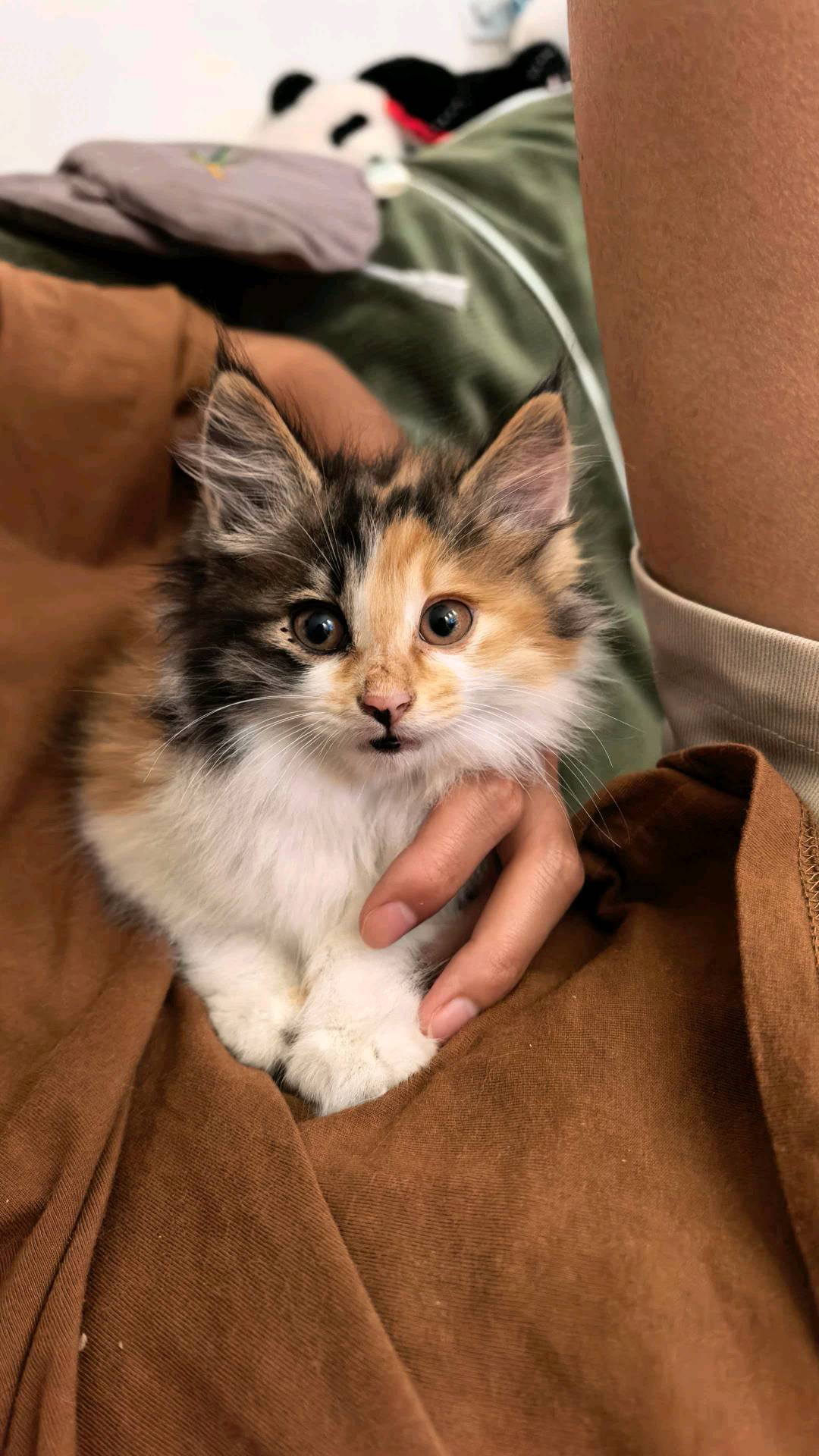 猫猫缅甸猫