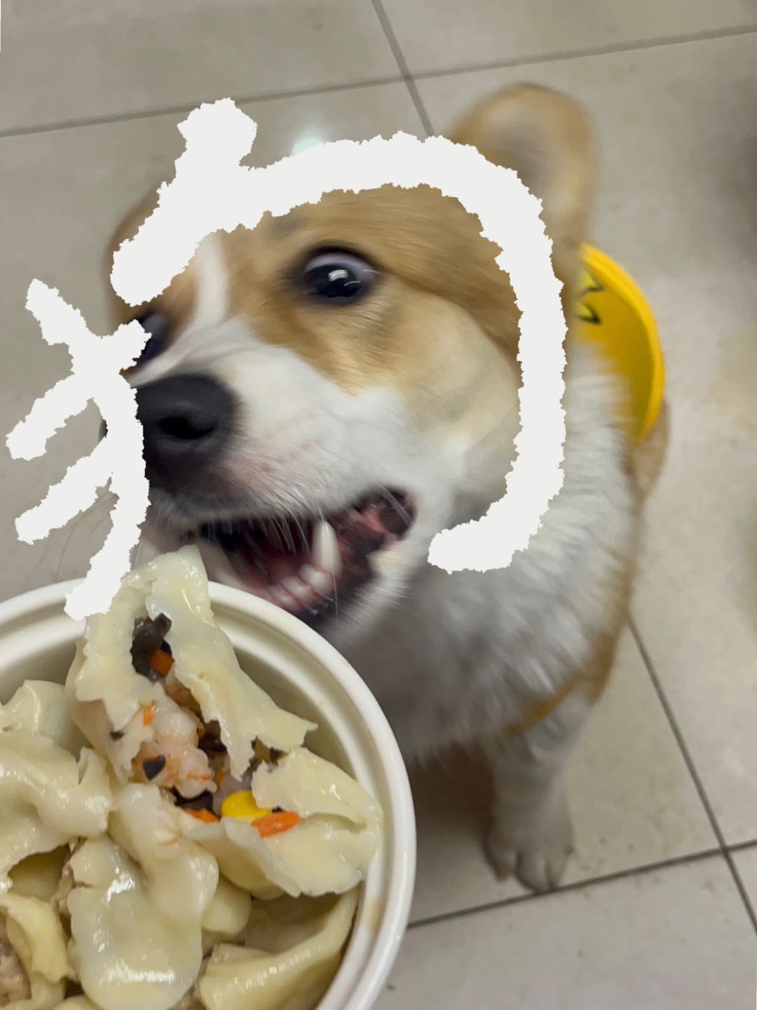 接假期上门喂猫 遛狗