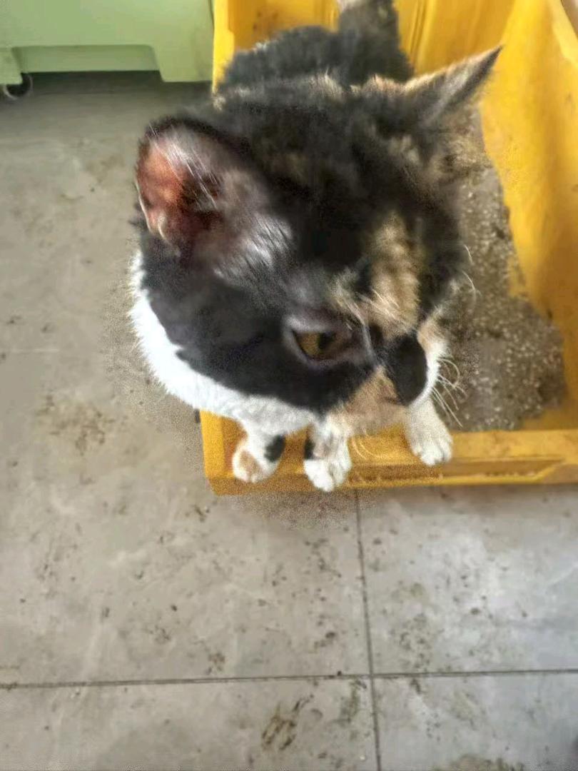 自家的猫猫疫苗齐全，无病喜欢的联系吧给钱就出