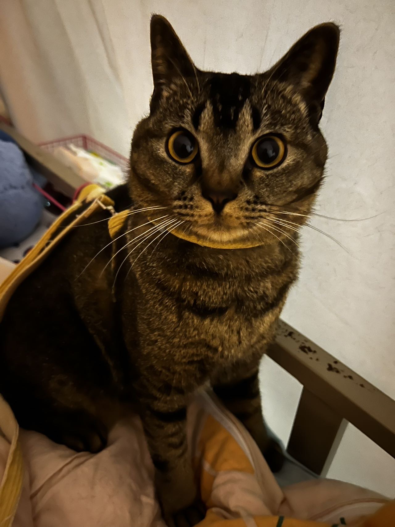 猫猫萌宠档案