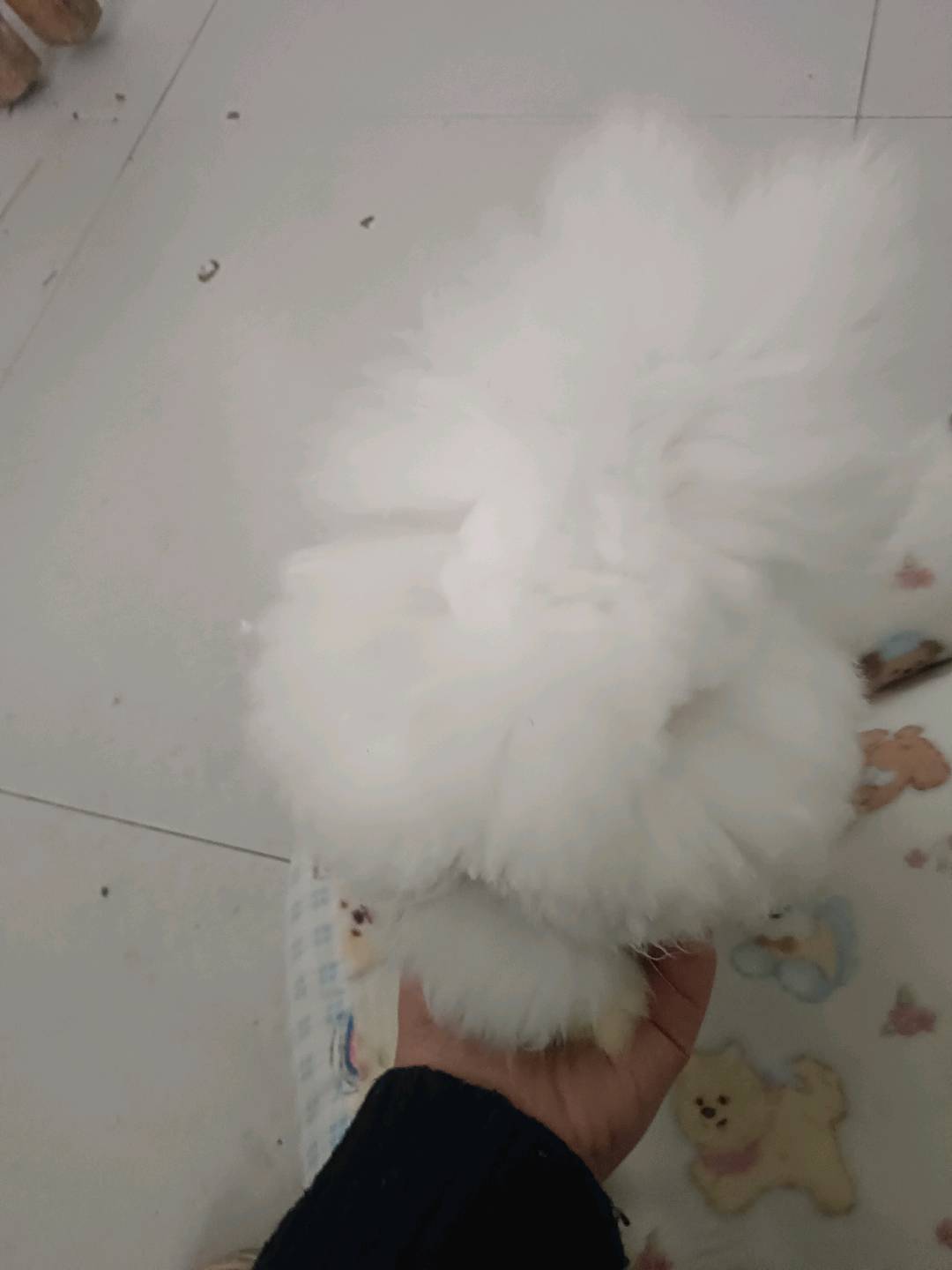 现在超级好看耳朵已经弯了繁育级的品相因为家里养不了了没有时间管他不然也不会给别人希望好心人收养无偿这个是这脸毛钱丑丑了很…