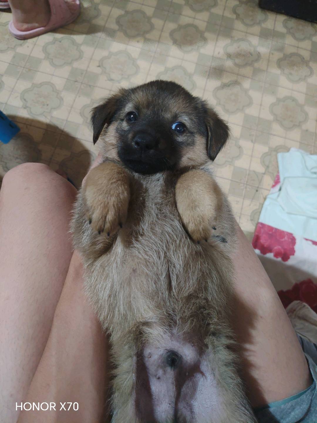 狗狗萌宠档案