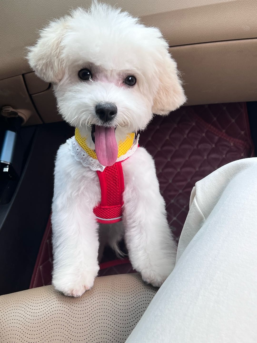 狗狗其它