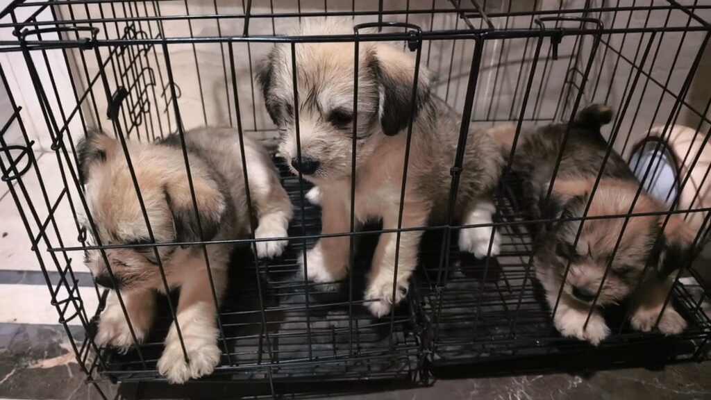 闲置详情