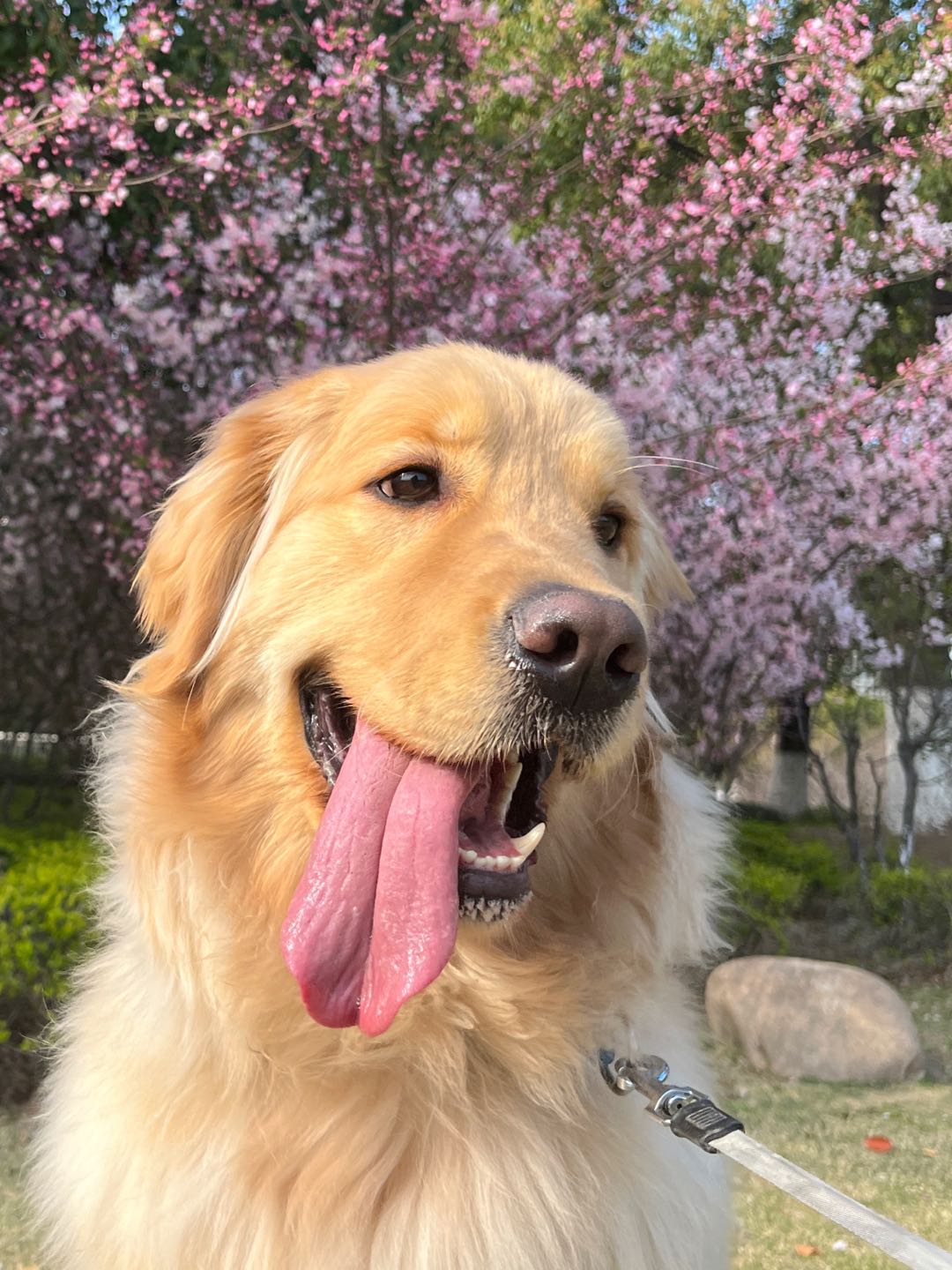 苏州寄养猫咪狗狗 
家庭式宠物寄养，自住房，狗狗自备笼子，猫咪客厅散养
节假日预定猫猫狗狗寄养

苏州新区大白荡生态公园附近，
寄养需提前预约！具体可以咨询我

