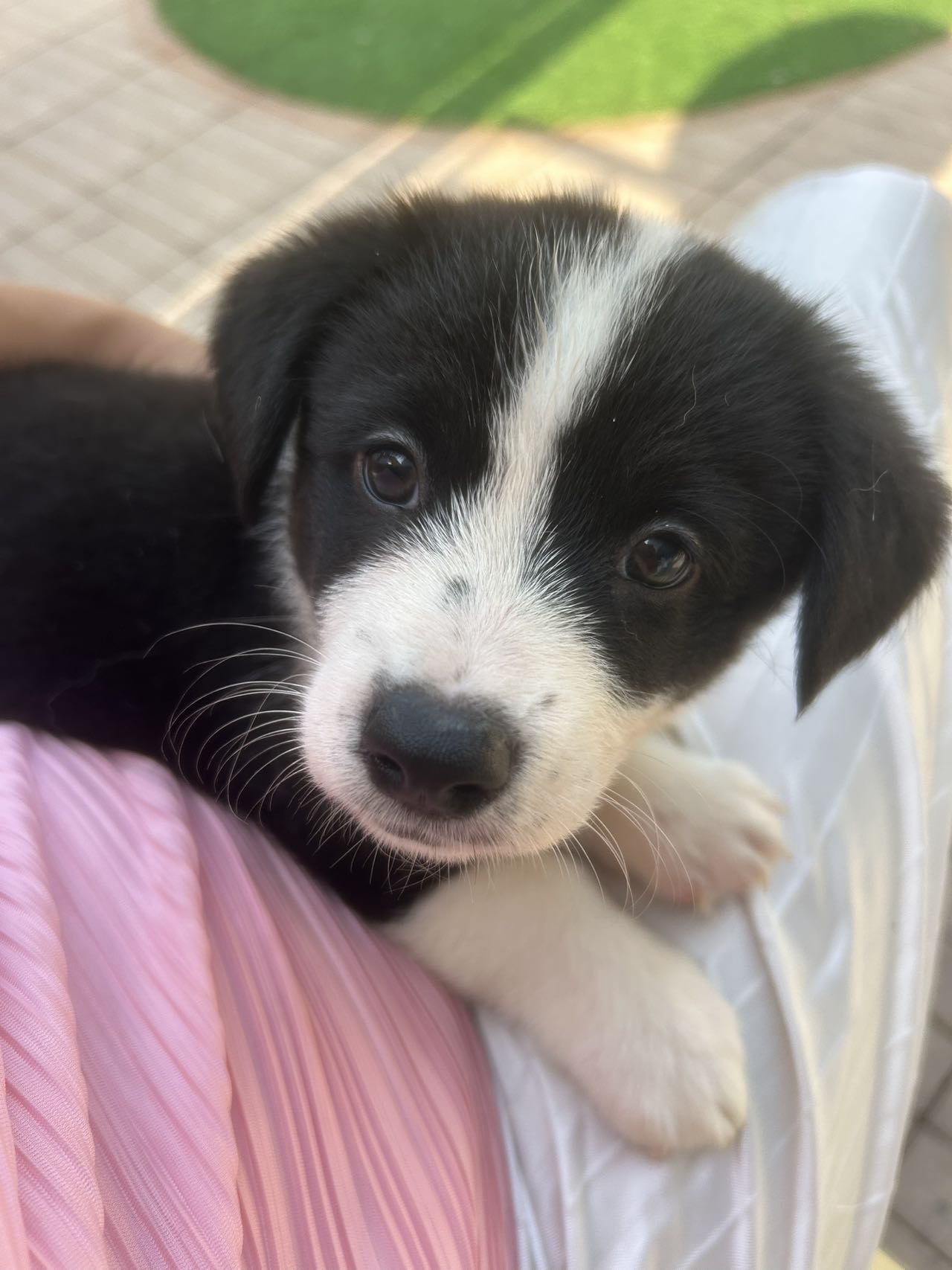 狗狗柯基犬