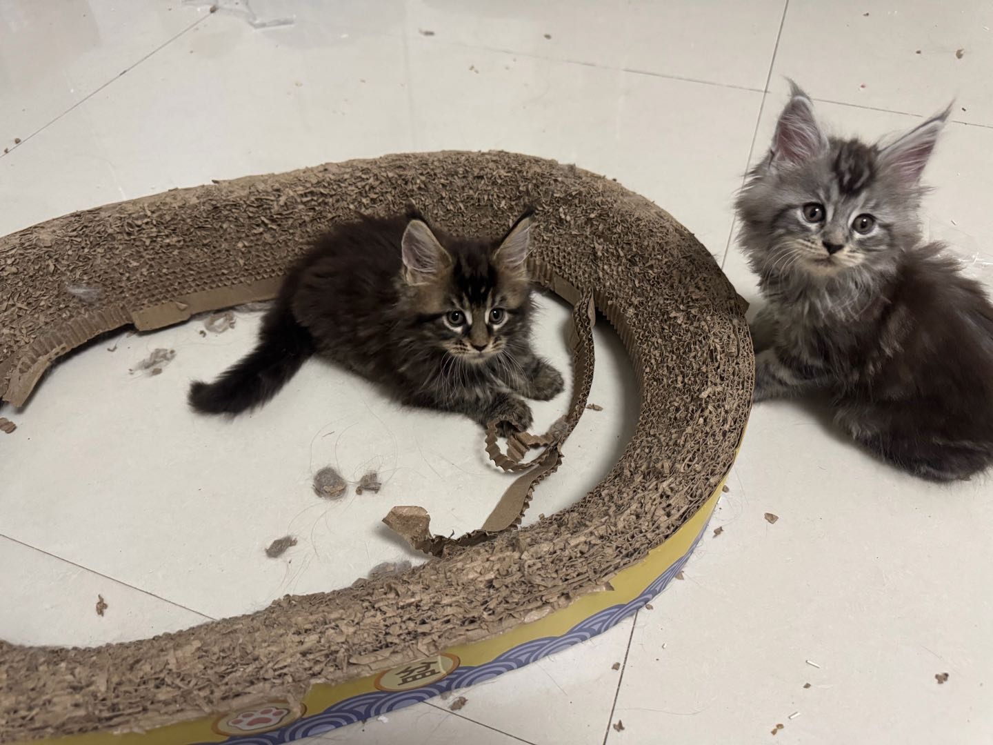 小猫太多养不过来了 有喜欢的吗 同城可上门 价格可以谈 欢迎骚扰