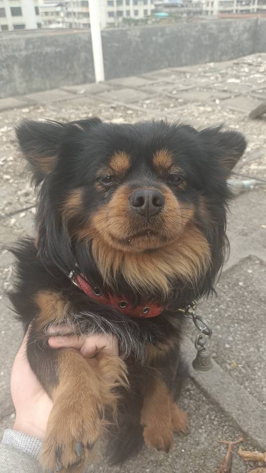 狗狗其它