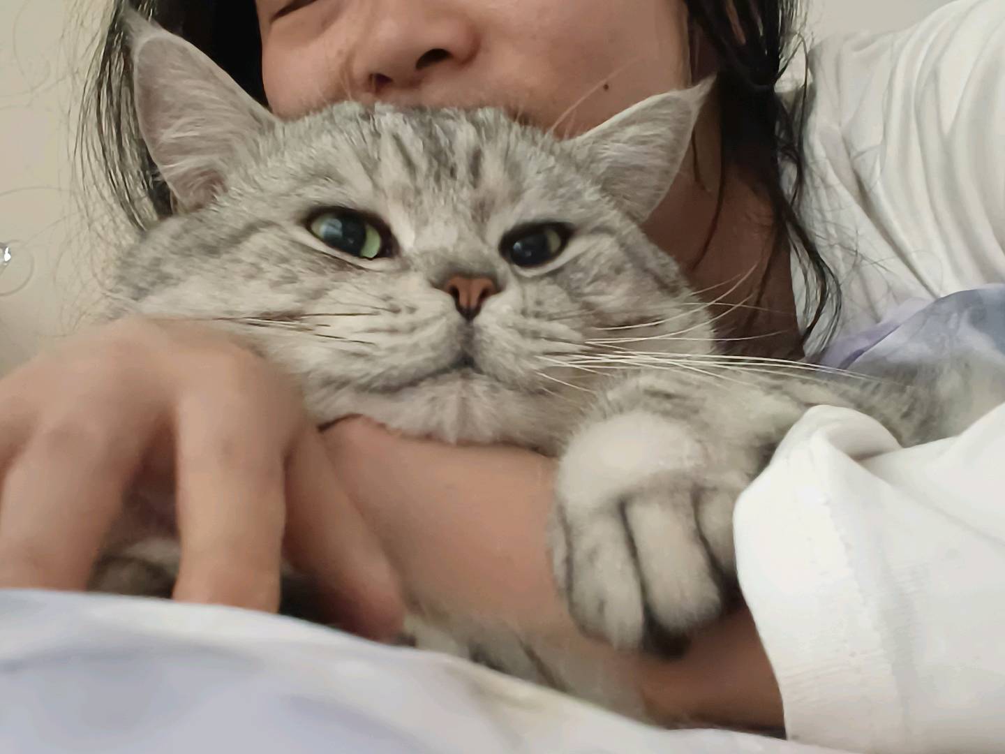 小公猫脾气很好