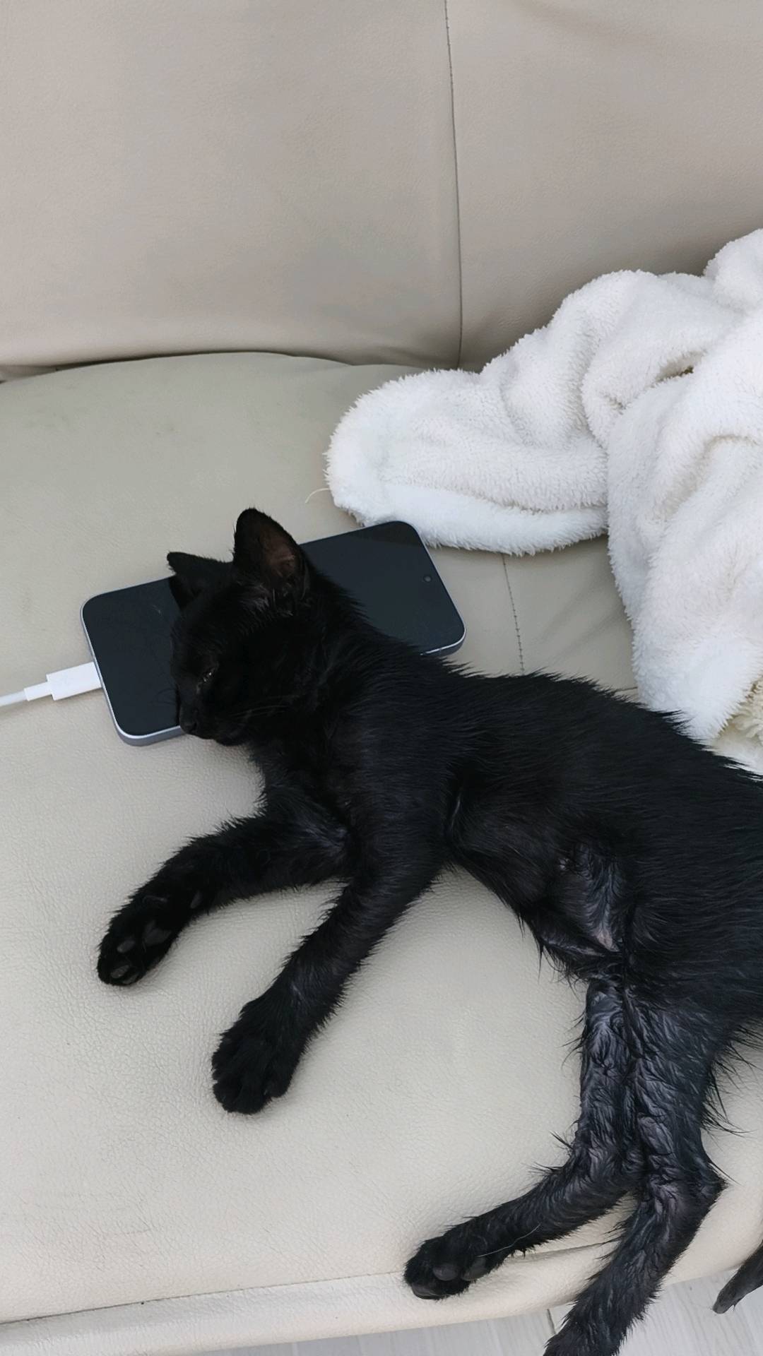 猫猫萌宠档案