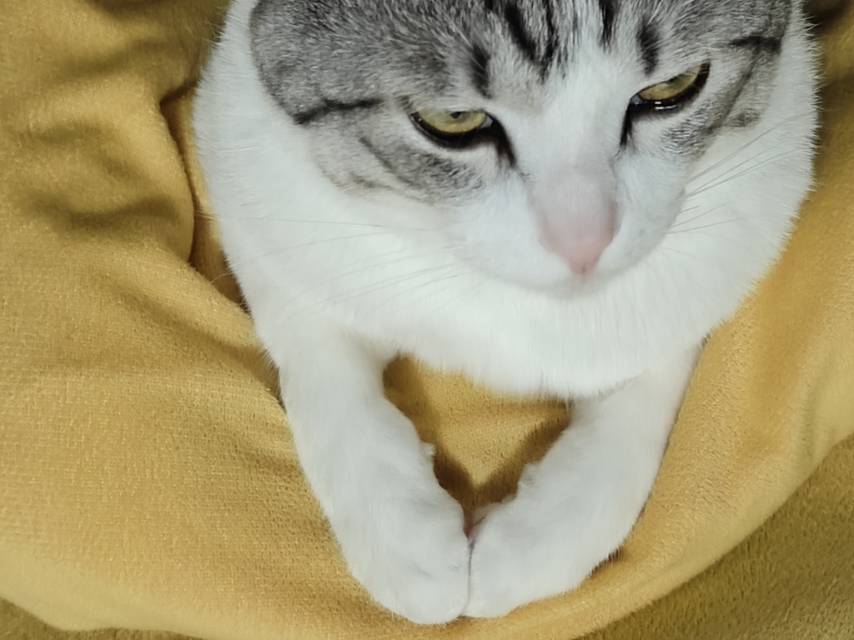 萌宠档案