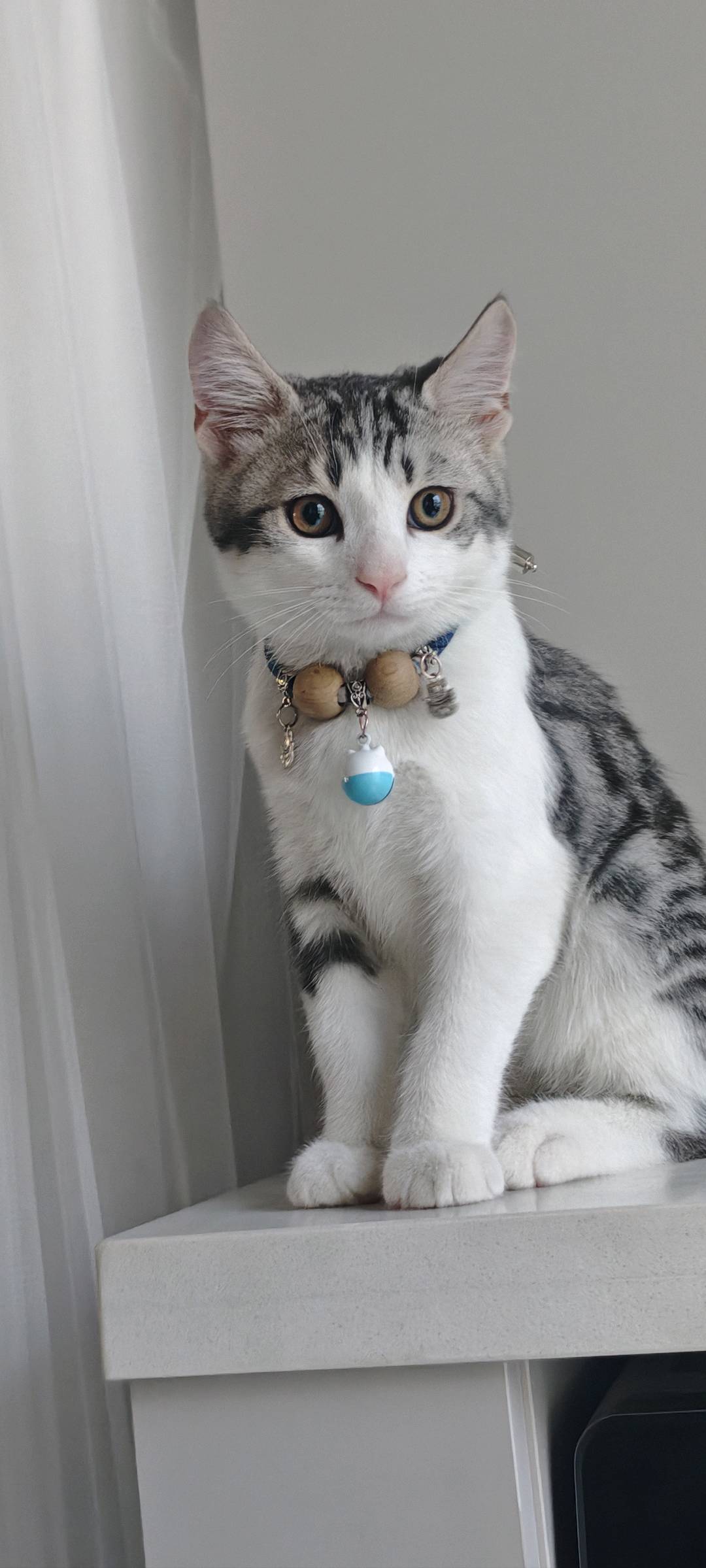 猫猫萌宠档案